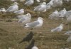 Caspian Gull at Barling Rubbish Tip (Steve Arlow) (71405 bytes)